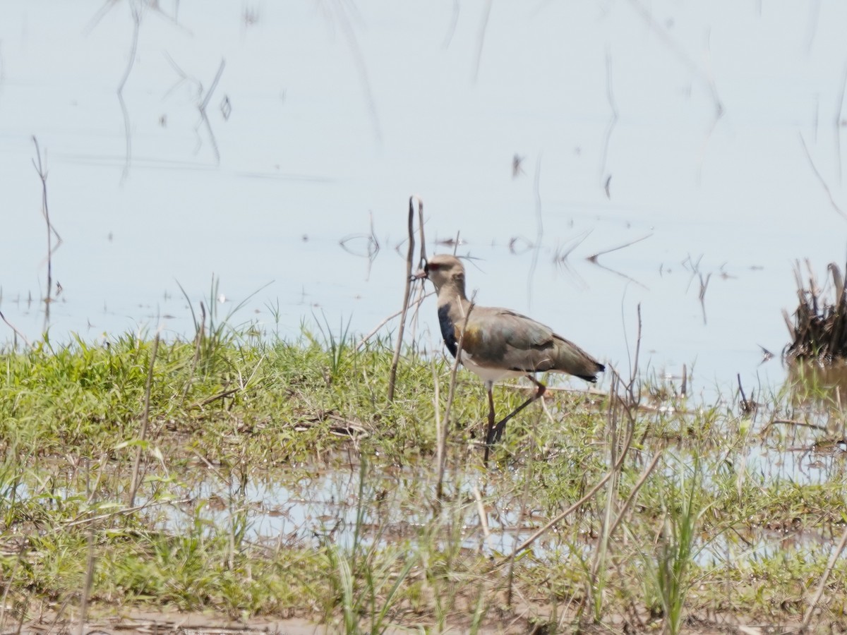 čejka jihoamerická - ML646873947