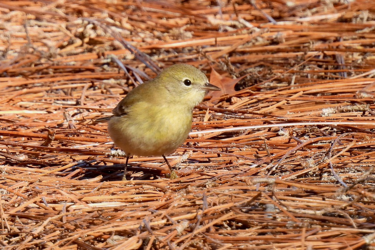 Paruline des pins - ML646873957