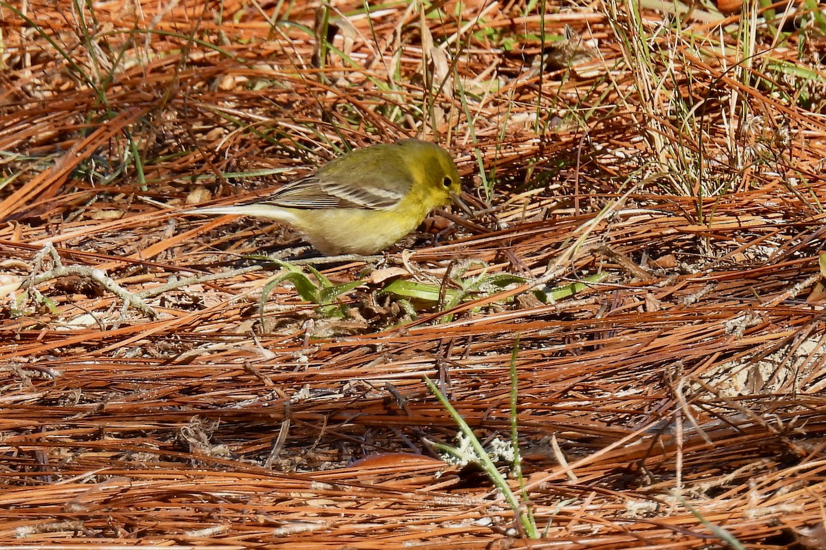 Paruline des pins - ML646873959