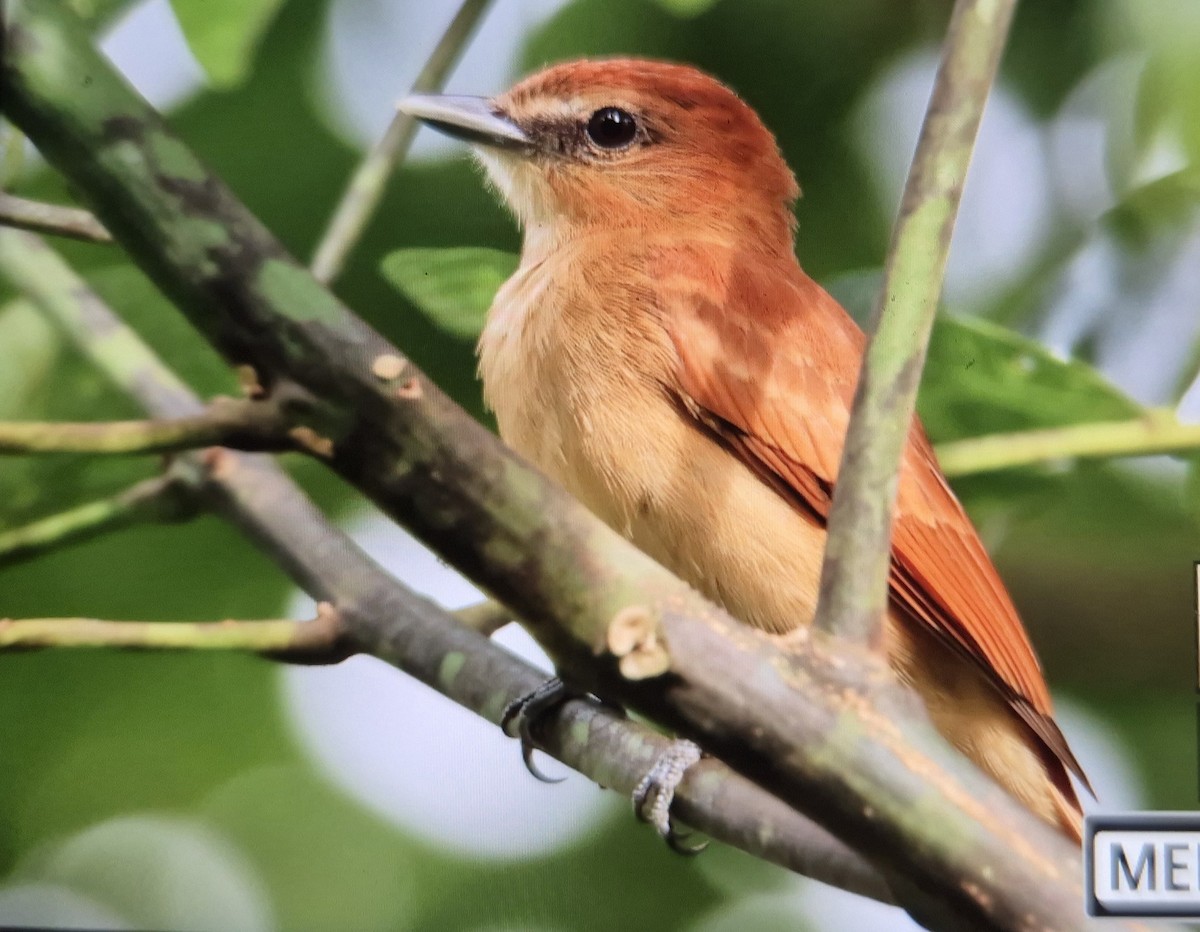 Cinnamon Becard - ML646873960