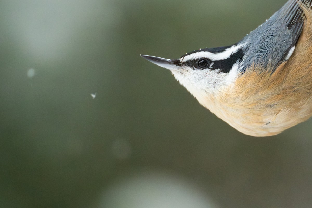 Канадский поползень - ML646873964