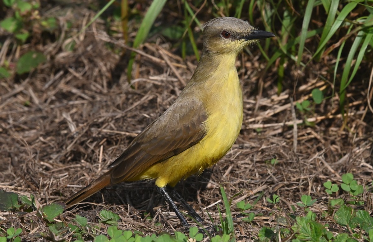 Cattle Tyrant - ML646873965