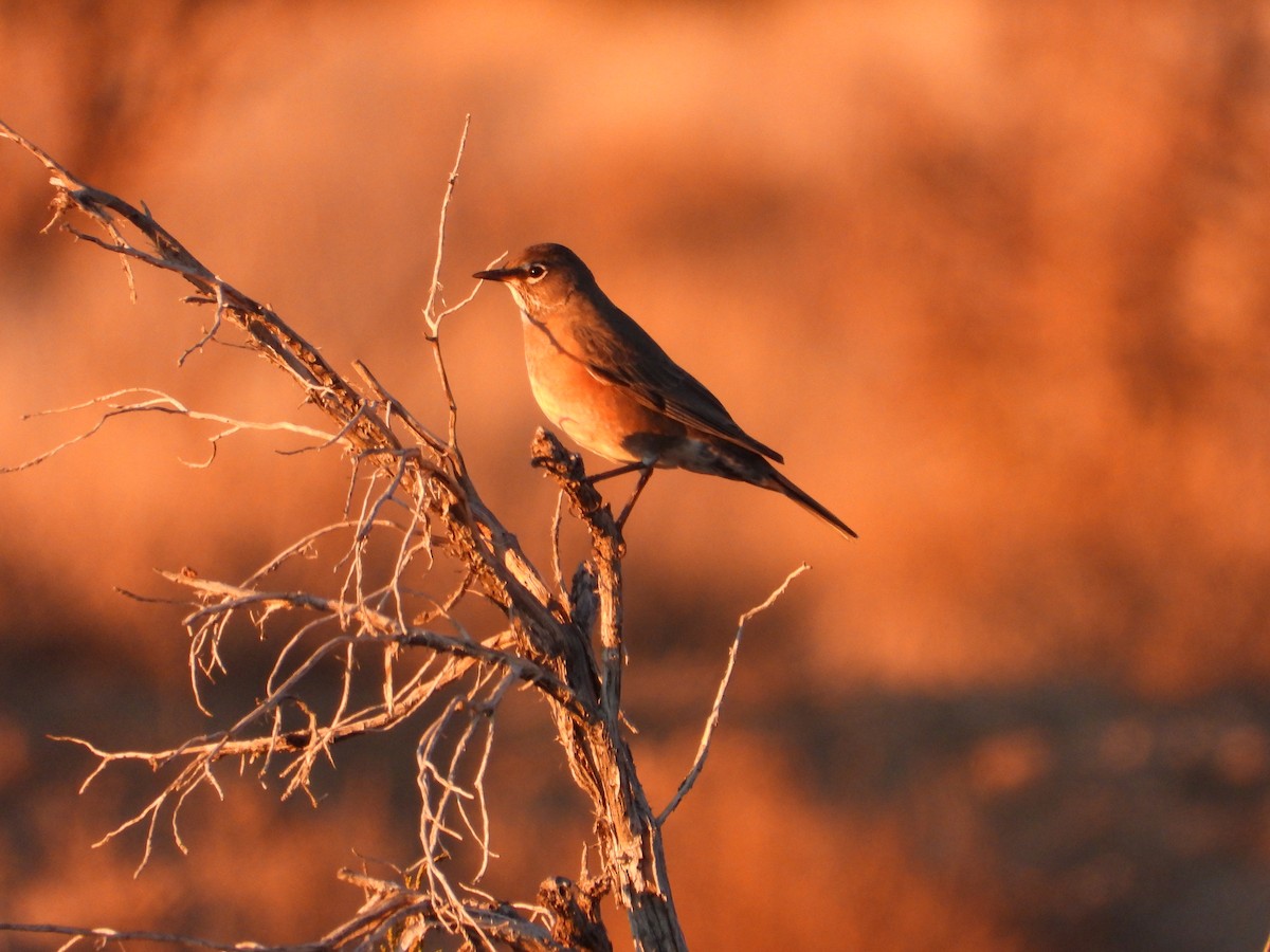 קיכלי נודד - ML646873966