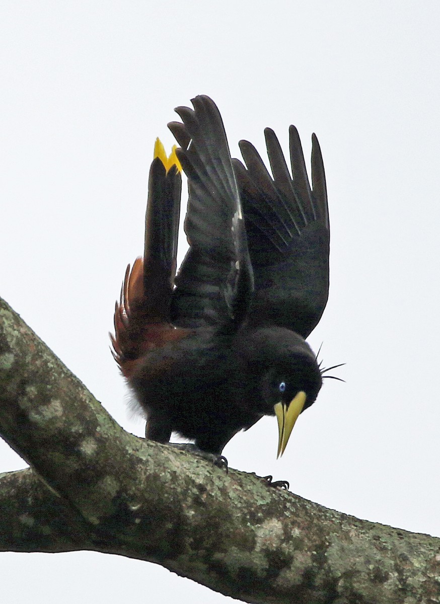 Crested Oropendola - ML646873967