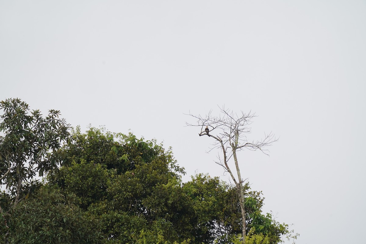 Sarı Başlı Karakara - ML646873968