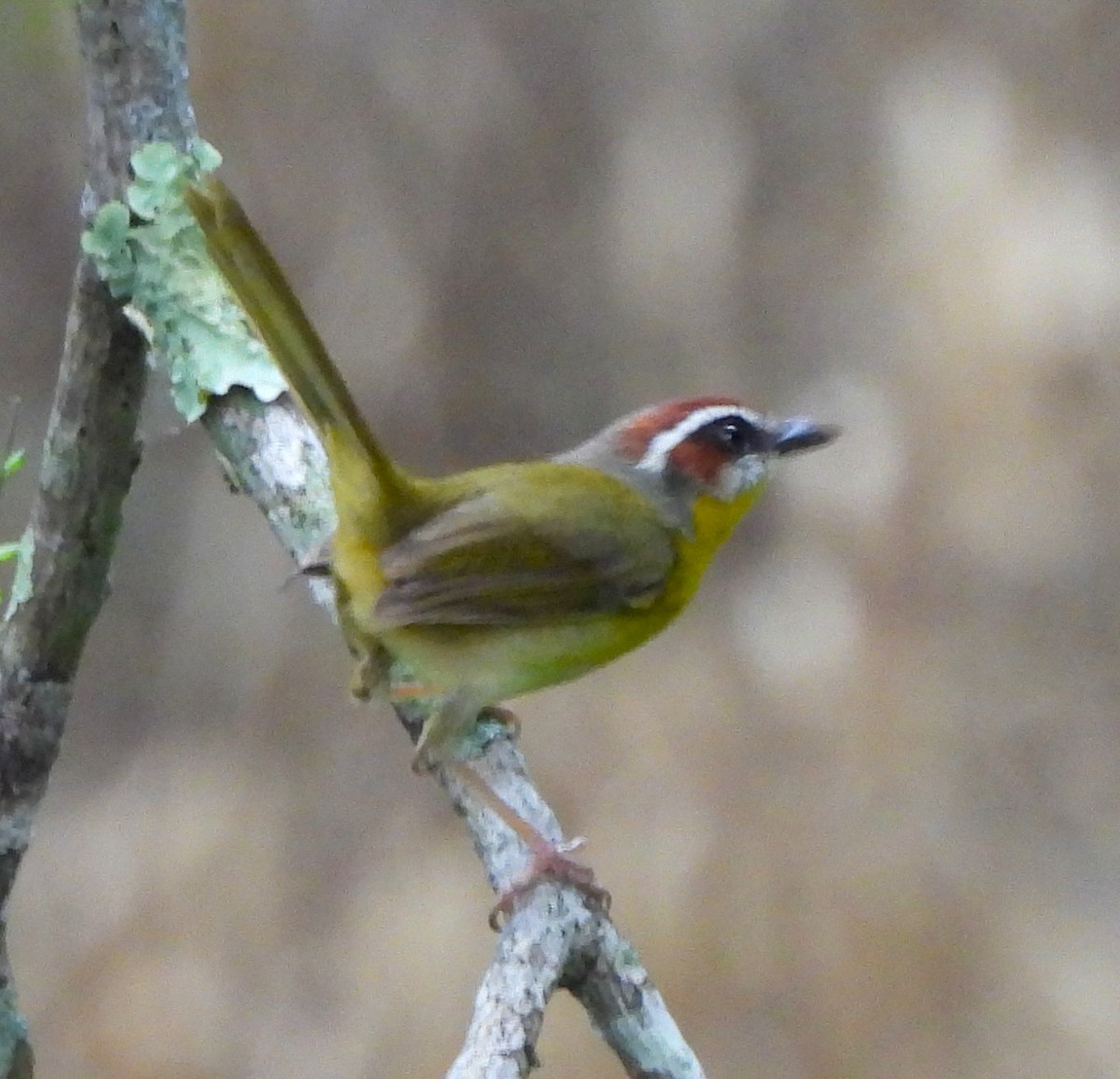 Rufous-capped Warbler - ML646873974