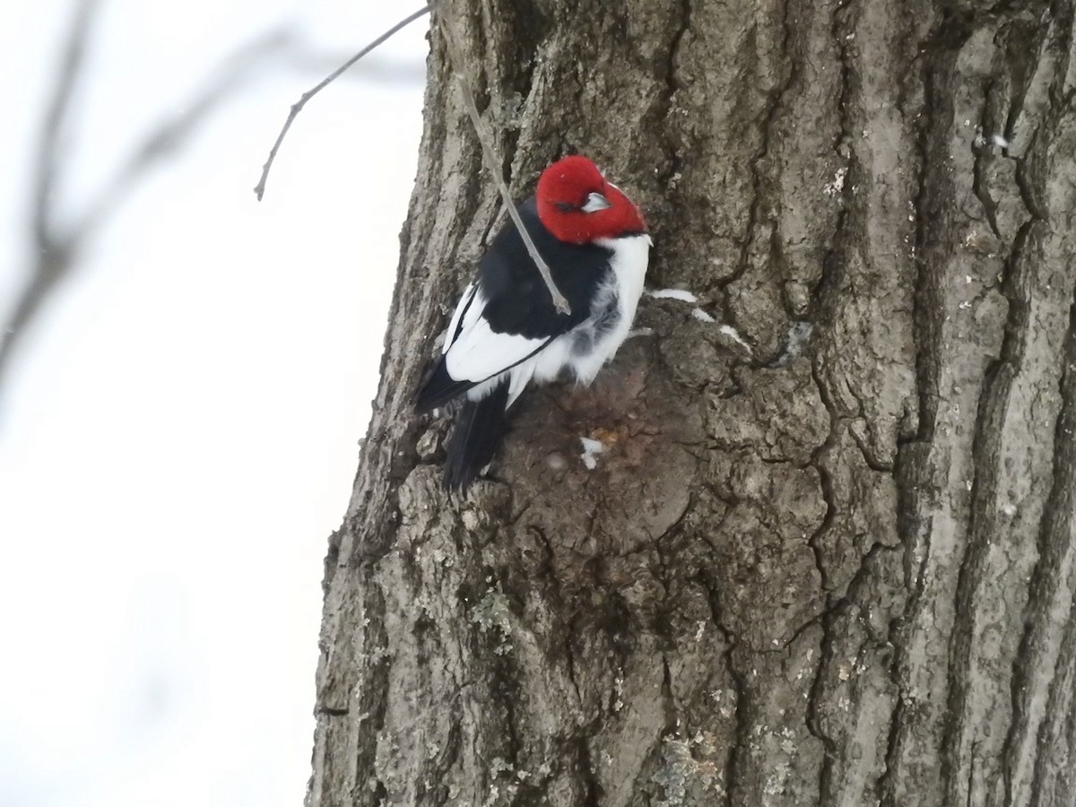 Гіла червоноголова - ML646873975