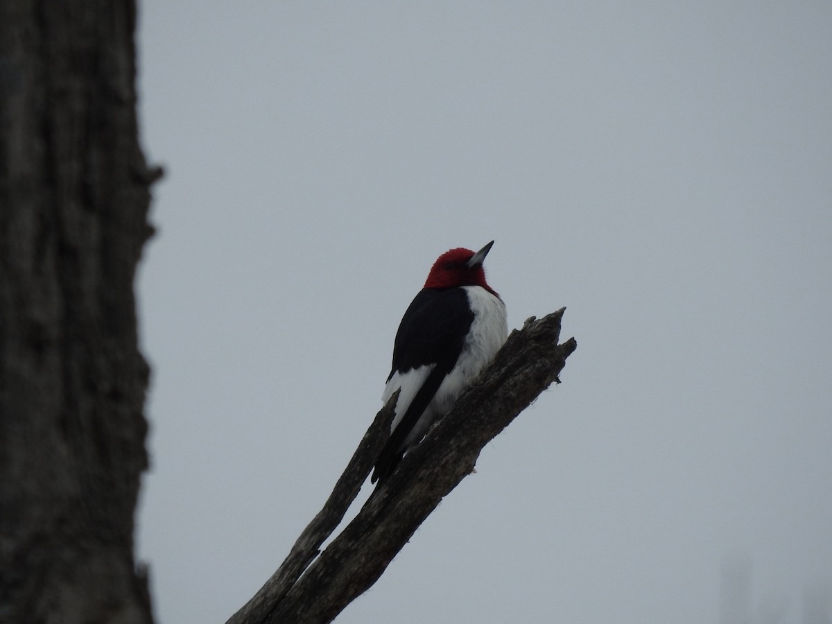 Гіла червоноголова - ML646873976