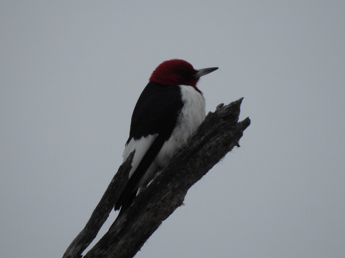 Гіла червоноголова - ML646873977