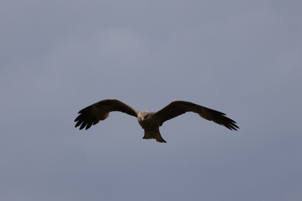 Black Kite - ML646873978