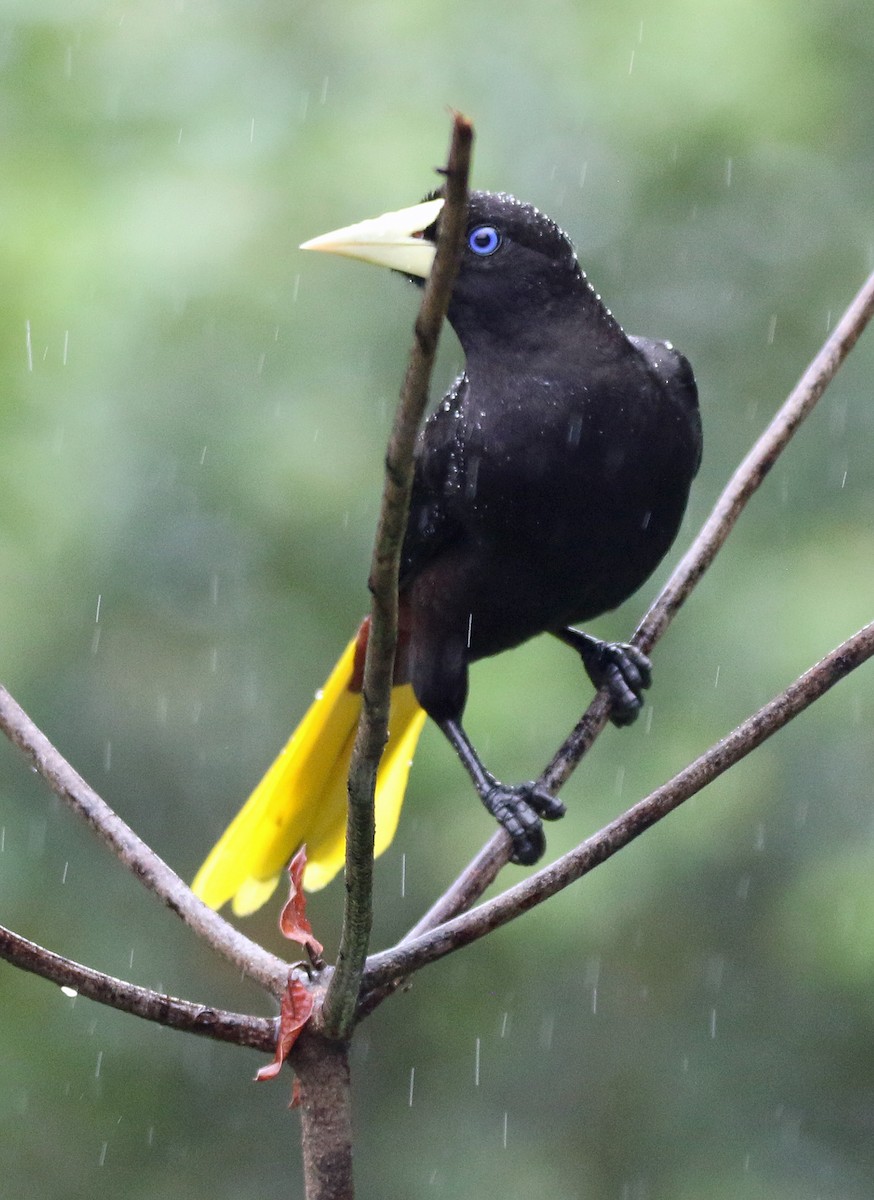 Crested Oropendola - ML646873981