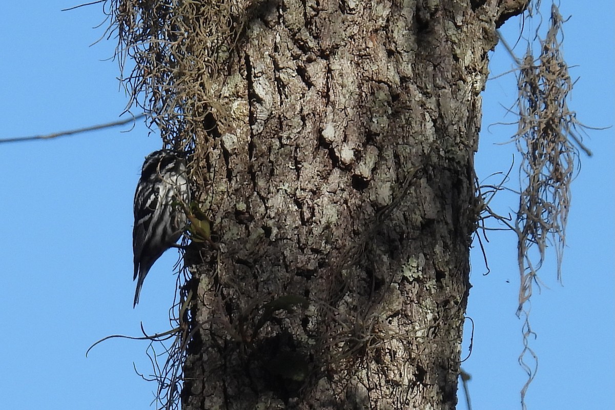 シロクロアメリカムシクイ - ML646873989