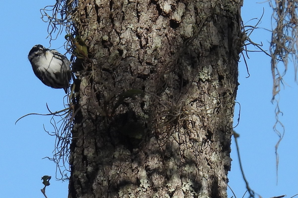 シロクロアメリカムシクイ - ML646873990