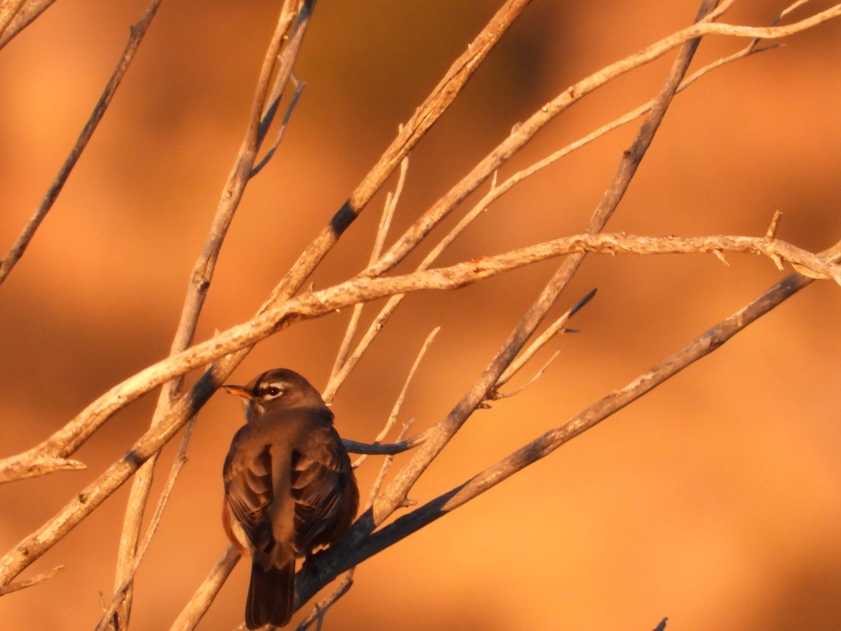 קיכלי נודד - ML646873991