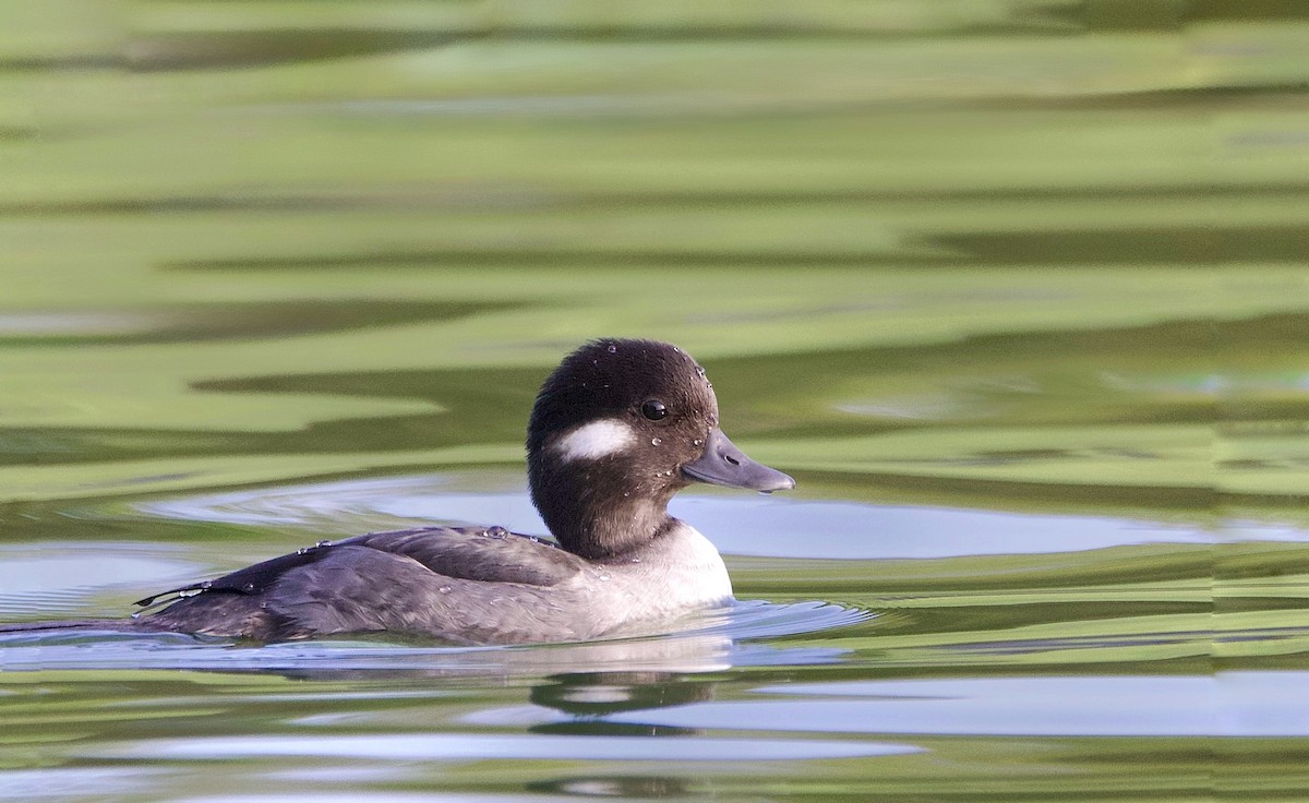 Bufflehead - ML646873995
