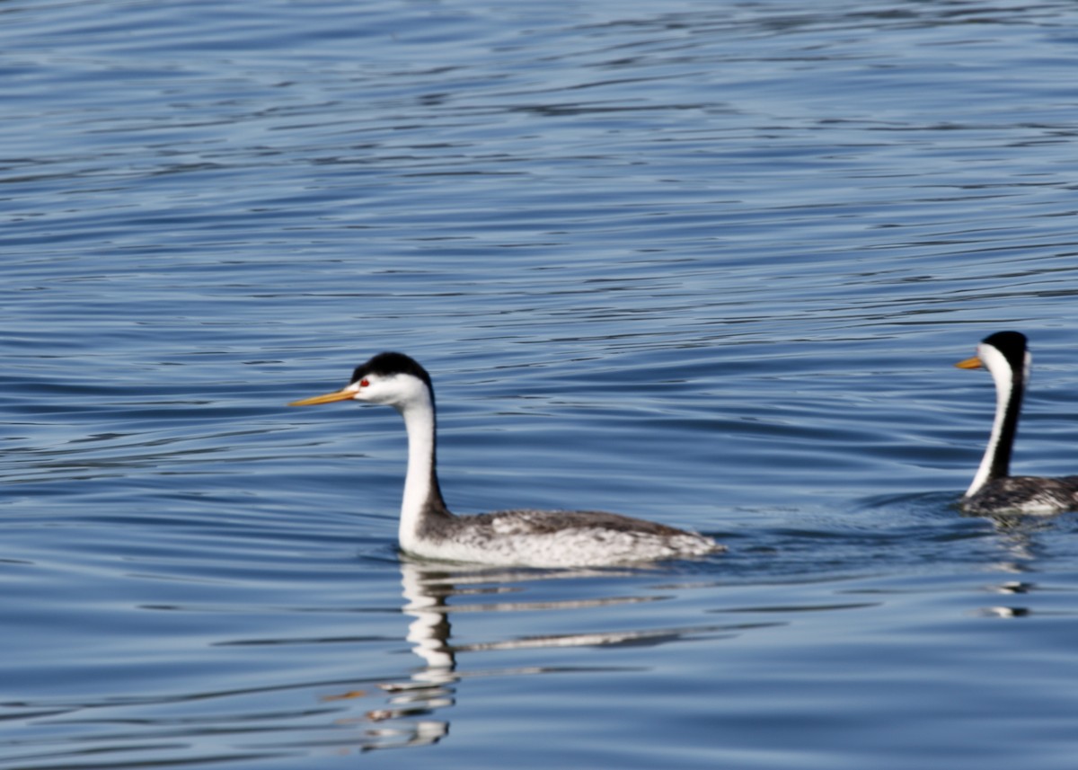 Clark's Grebe - ML646874000
