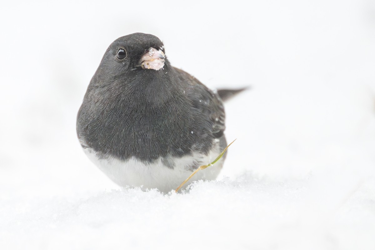 Dark-eyed Junco (Slate-colored) - ML646874002