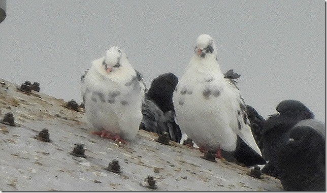 Rock Pigeon (Feral Pigeon) - ML646874004