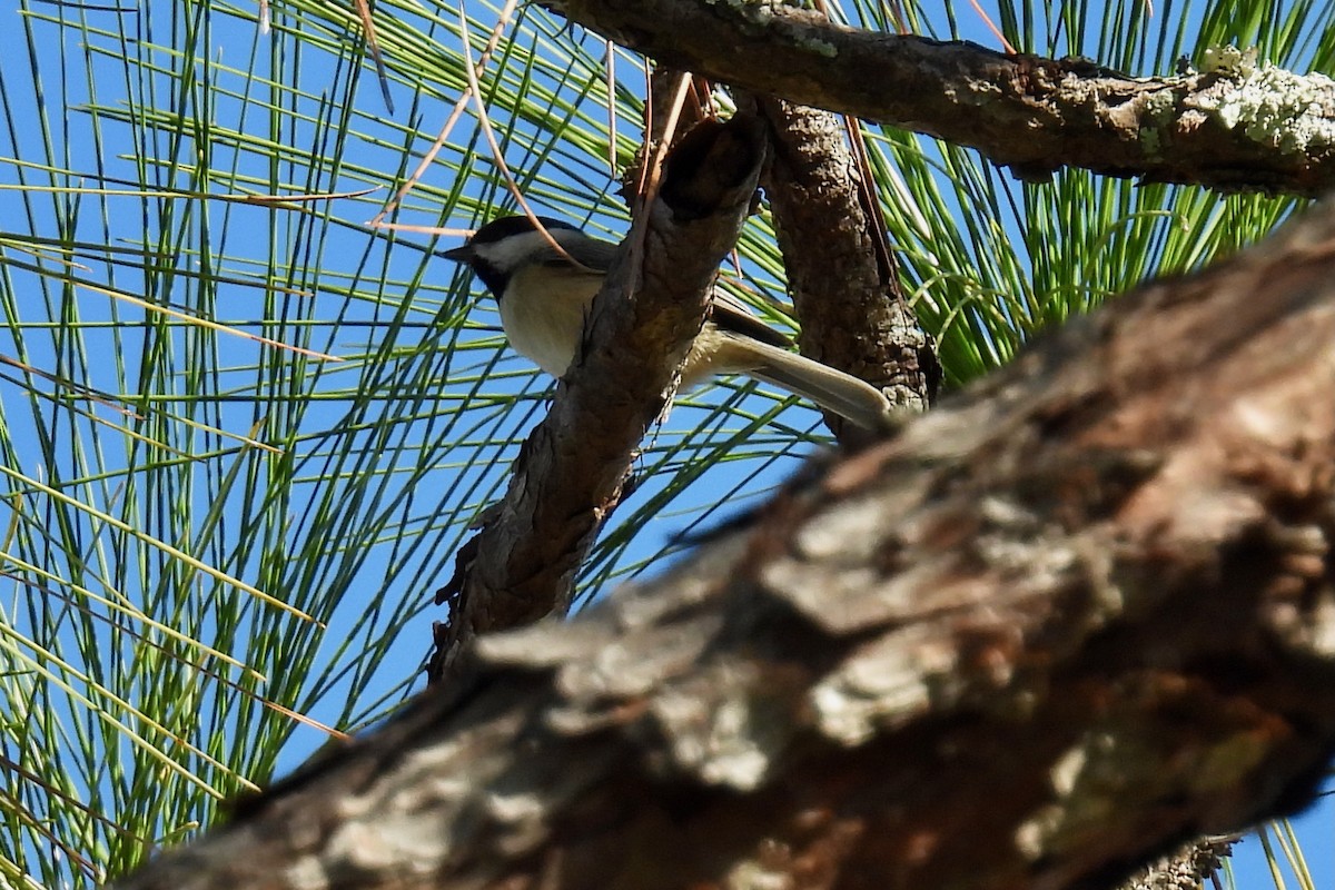 Carolina Chickadee - ML646874005