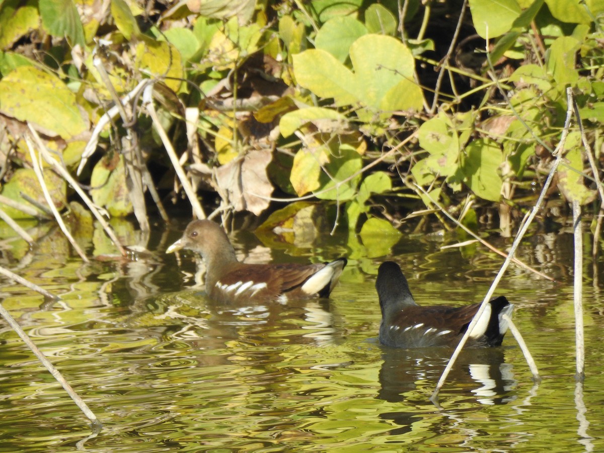 Eurasian Moorhen - ML646874006