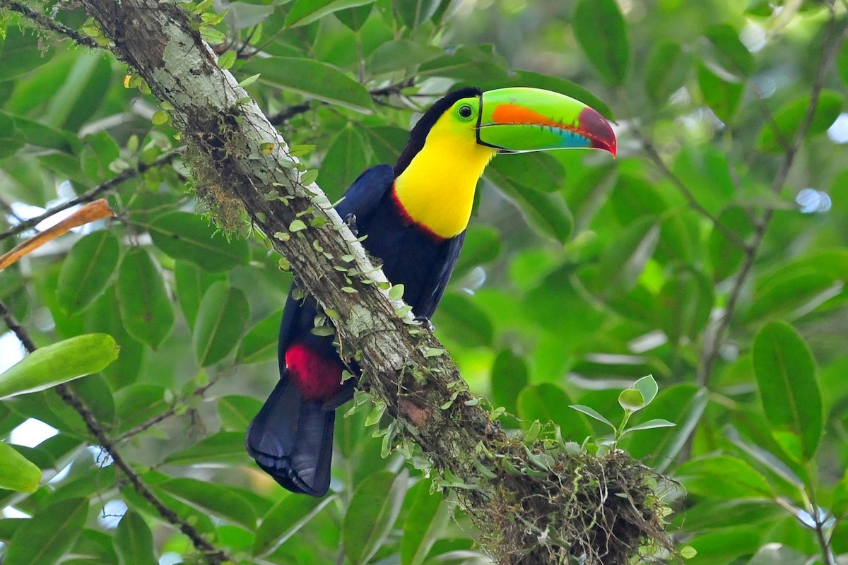 Keel-billed Toucan - ML646874007