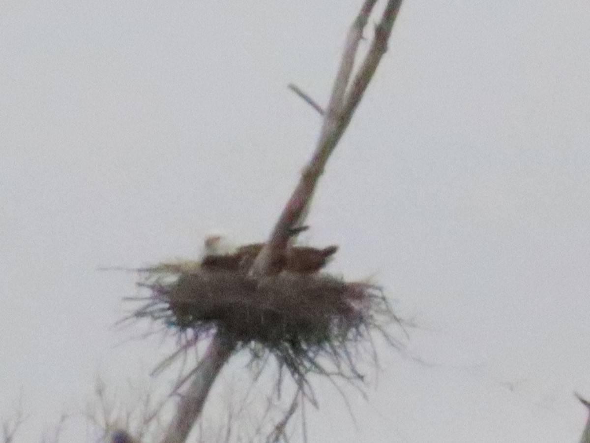 Bald Eagle - ML646874008