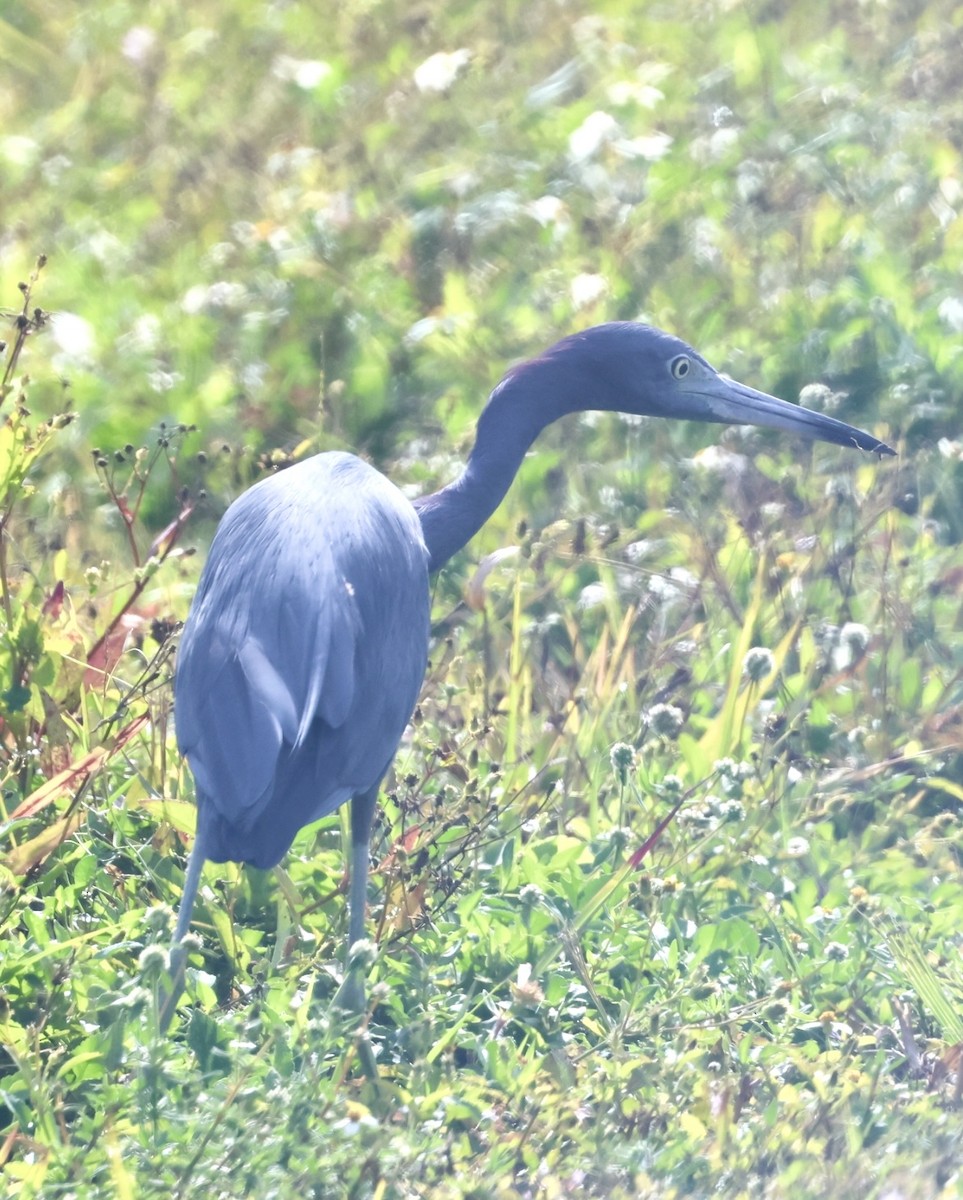 Little Blue Heron - ML646874009