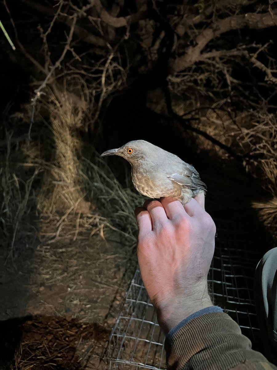 Curve-billed Thrasher - ML646874010