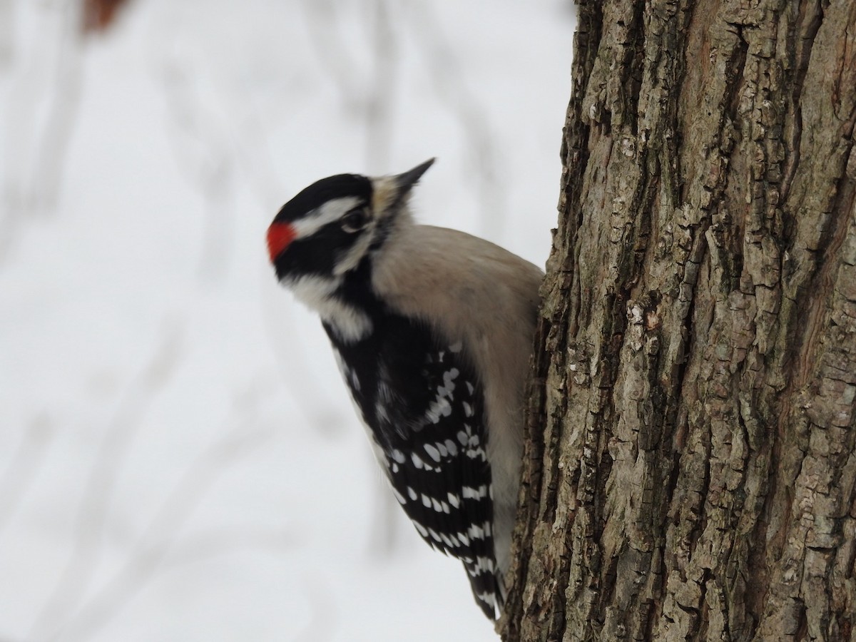 Downy Woodpecker - ML646874011