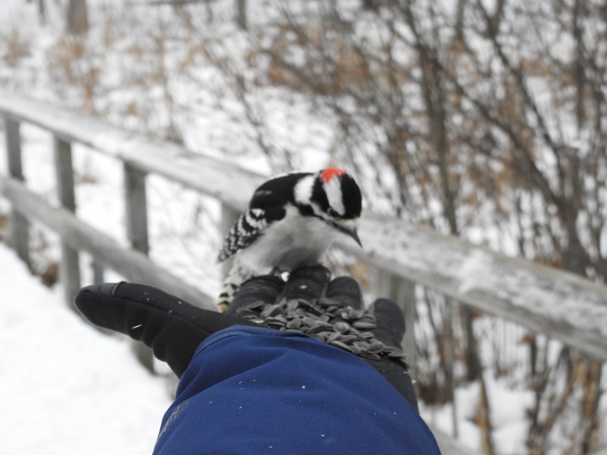 Downy Woodpecker - ML646874012