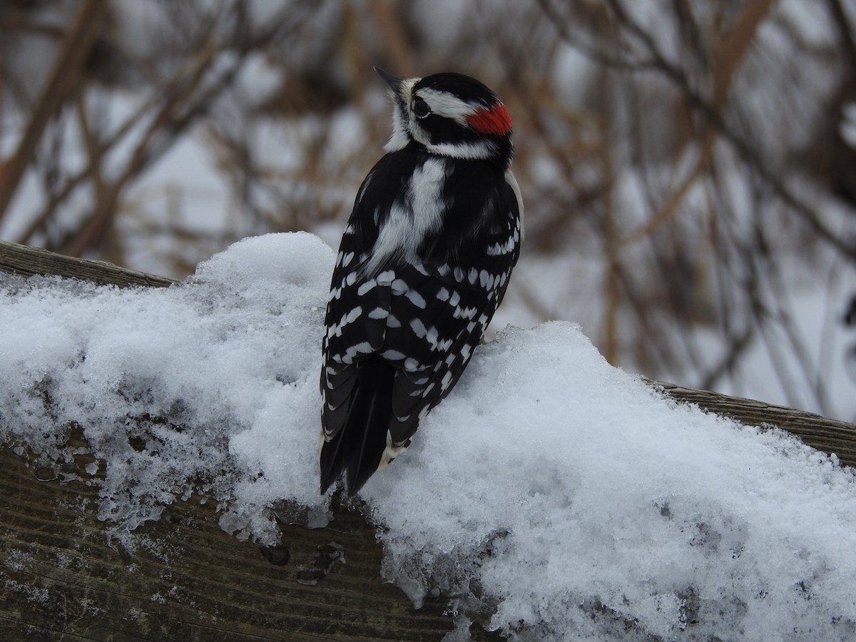 Downy Woodpecker - ML646874013