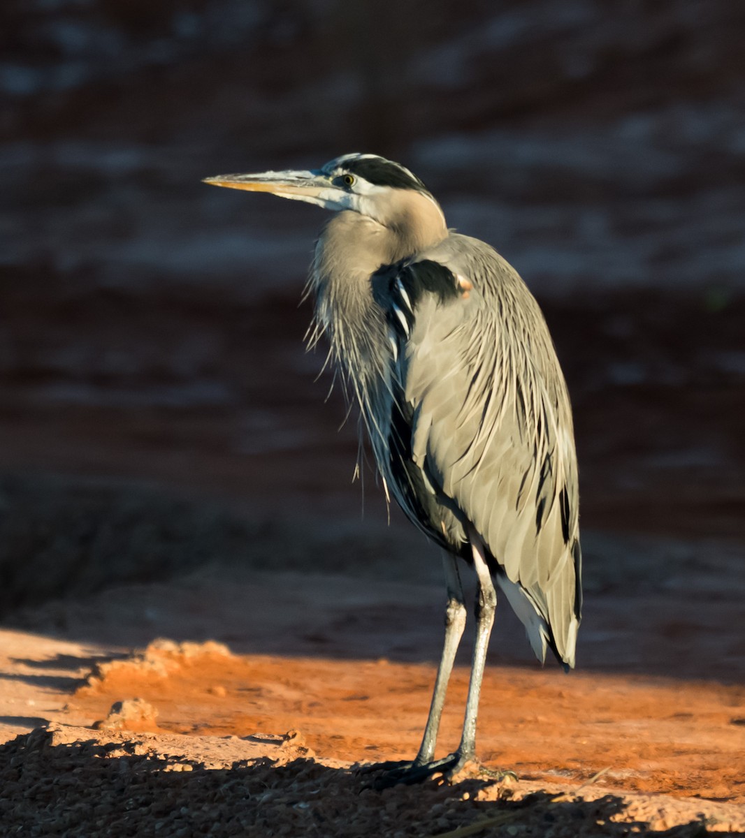 Great Blue Heron - ML646874014