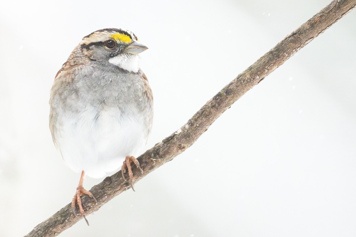 White-throated Sparrow - ML646874015