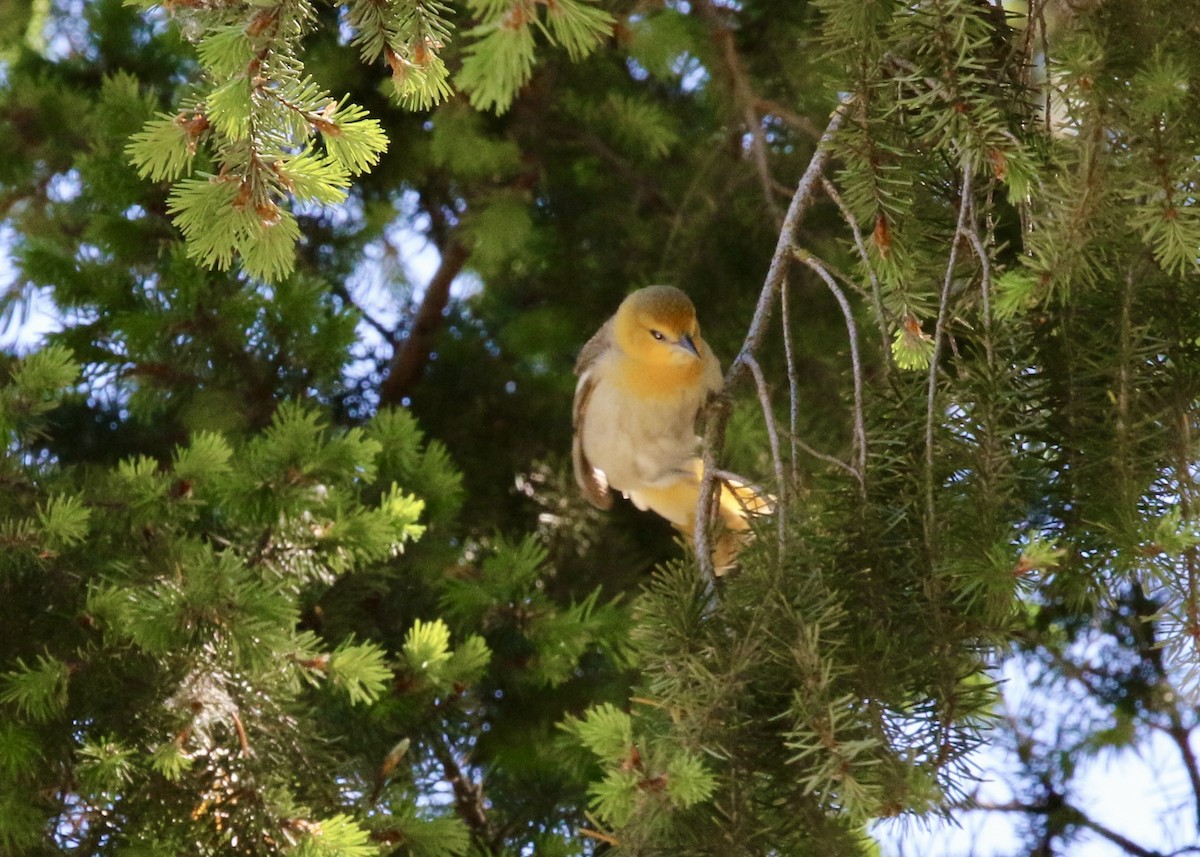 Bullock's Oriole - ML646874017