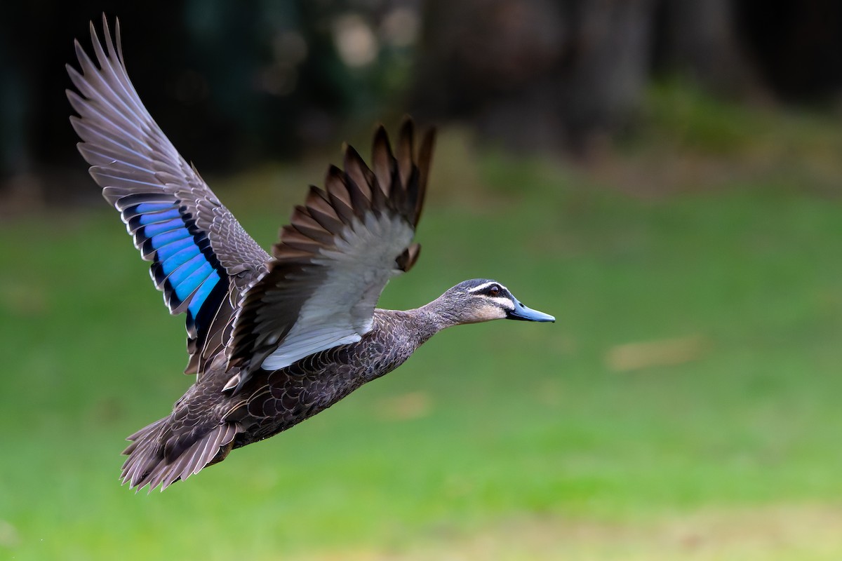 Pacific Black Duck - ML646874018