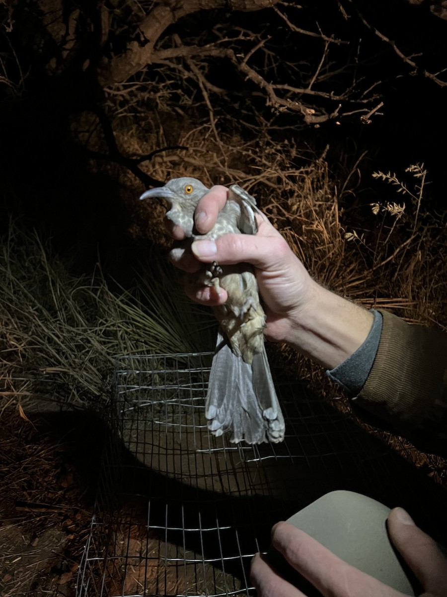 Curve-billed Thrasher - ML646874019