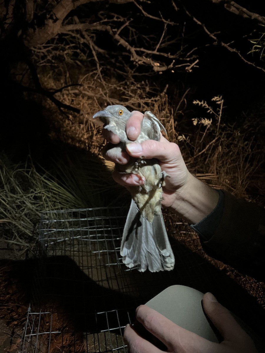 Curve-billed Thrasher - ML646874020