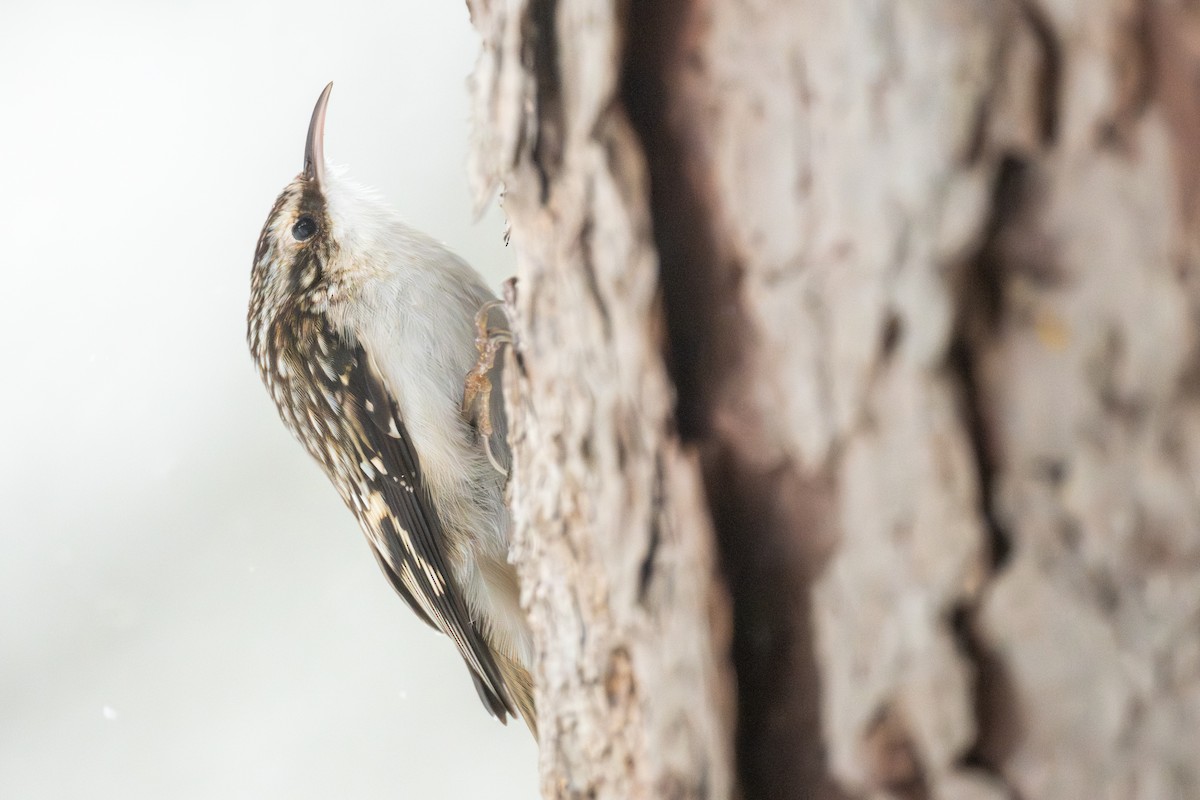 Song Sparrow - ML646874021