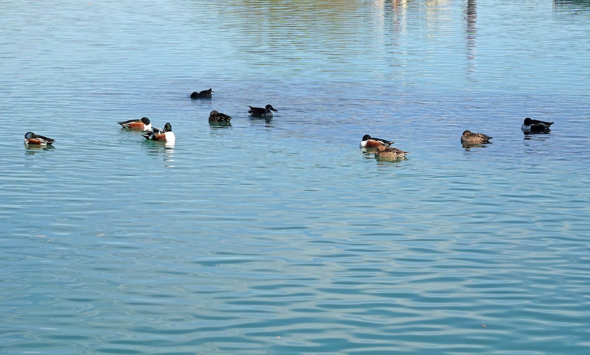 Northern Shoveler - ML646874022