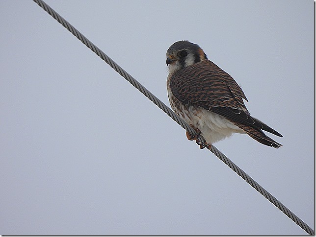 American Kestrel - ML646874024