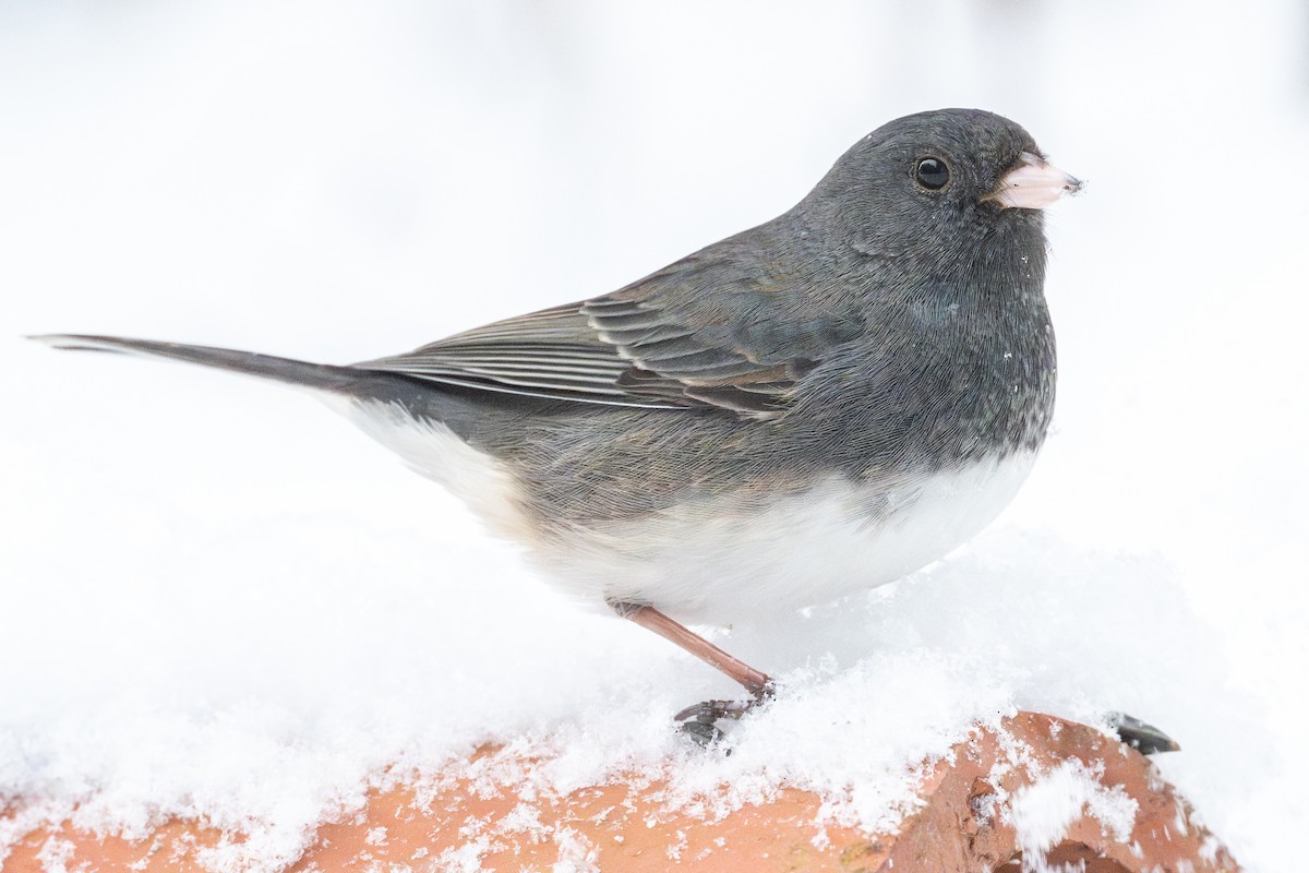 Dark-eyed Junco (Slate-colored) - ML646874026