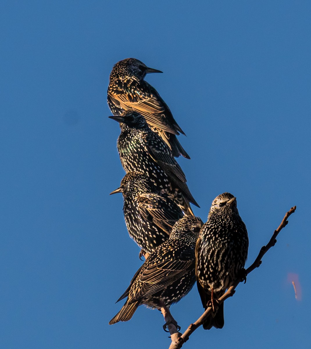 European Starling - ML646874027