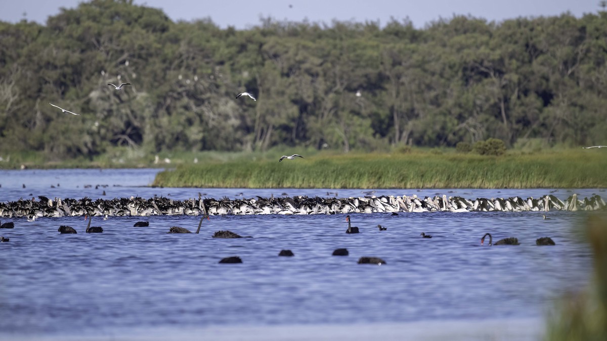 Australian Pelican - ML646874029