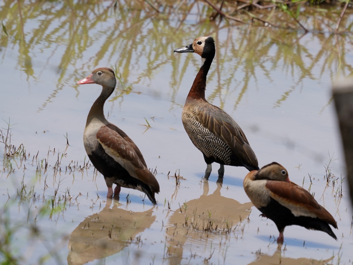 Black-bellied Whistling-Duck - ML646874036