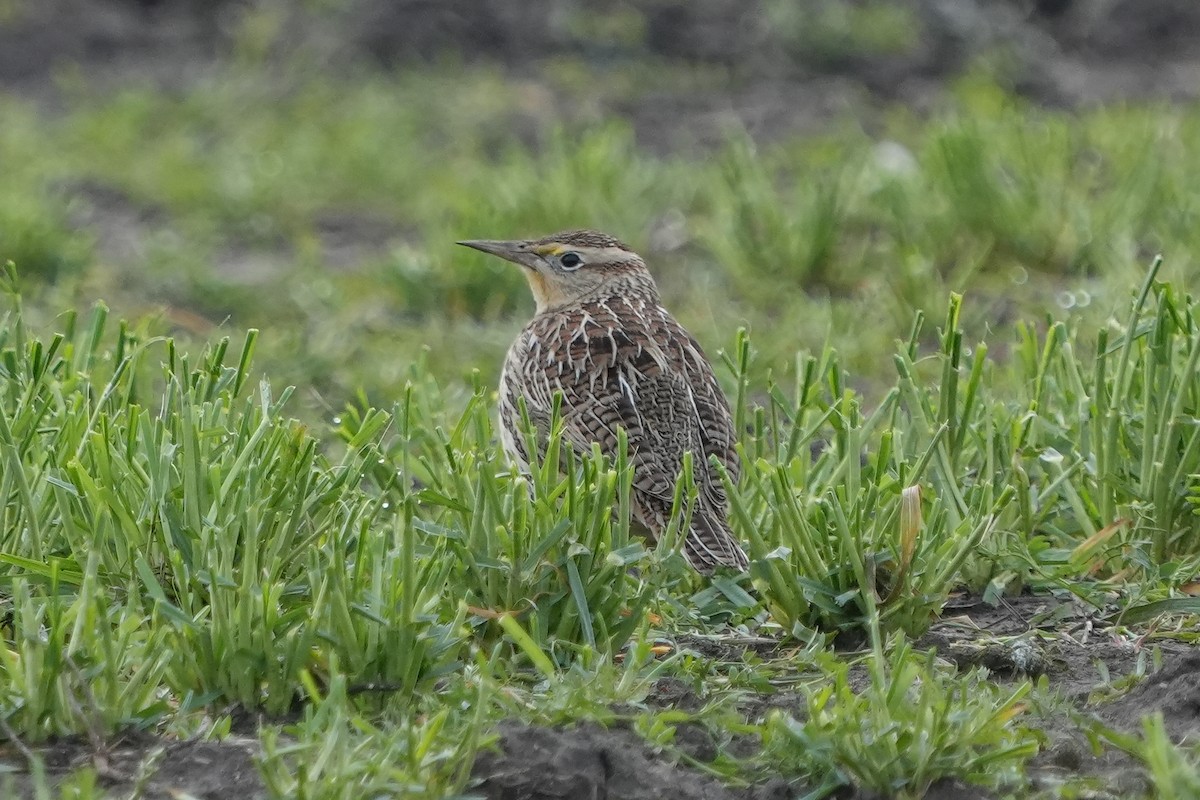 Western/Eastern Meadowlark - ML646874038
