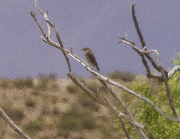 Black-billed Shrike-Tyrant - ML646874039