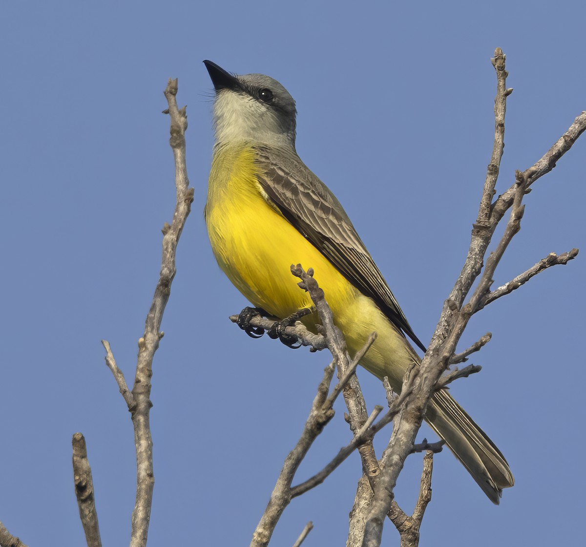 Couch's Kingbird - ML646874042