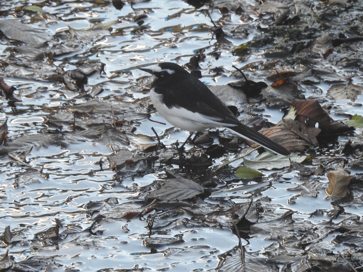 japanerle - ML646874043