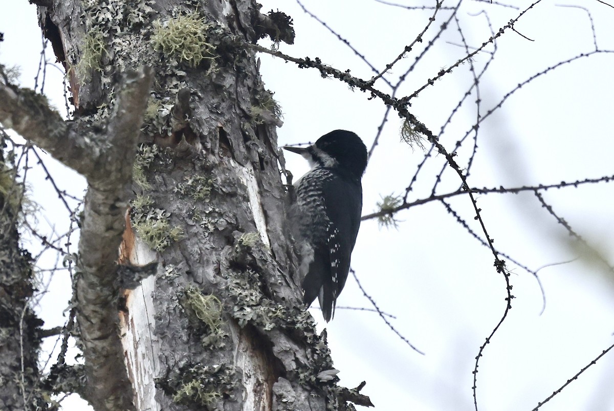 Black-backed Woodpecker - ML646874044
