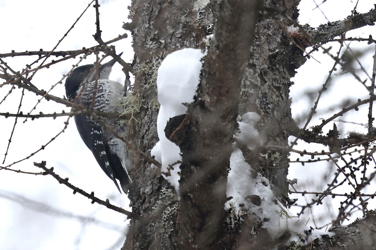 Black-backed Woodpecker - ML646874045